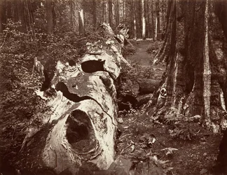 Il Padre della Foresta, circonferenza di 112 piedi, Calaveras Grove, 1865-66, stampato ca. 1876