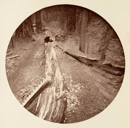 Il padre della foresta lungo 450 piedi, C. Grove, ca. 1878