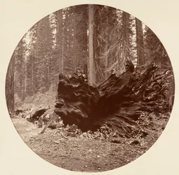 Il padre della foresta 450 ft C. Grove, ca. 1878