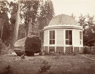 La casa costruita sul ceppo di un grande albero, 1865-66, stampato ca. 1876