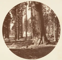 The Mammoth Grove Hotel dal Grove - Calaveras, ca. 1878
