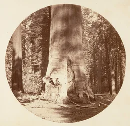 La madre della foresta - Calaveras Grove, ca. 1878