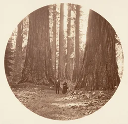 Le tre Grazie viste attraverso il bosco di Bryant e Seward Calaveras, ca. 1878