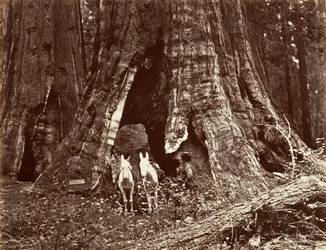 Il treppiede, circonferenza di 94 piedi, 1865-66, stampato ca. 1876