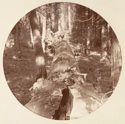 [Parco Nazionale di Yosemite, California], ca. 1878