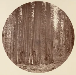 Parco nazionale di Yosemite, California, 1878 circa.