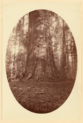 [Empire State Calaveras Grove]