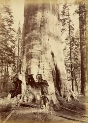 [Madre della foresta, alta 221 piedi]