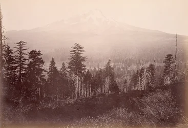 Monte Shasta