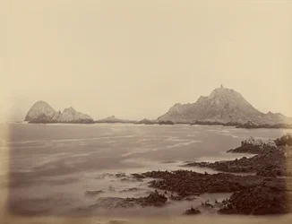 Seal Point dall