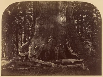 Sezione del Grizzly Giant, Mariposa Grove, diametro 33 piedi