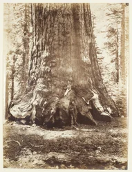 Sezione del Grizzly Giant con Galen Clark, Mariposa Grove, Yosemite