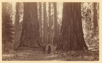 Le tre Grazie, Calaveras Grove