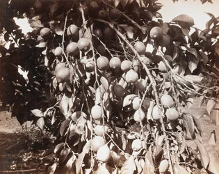 Senza titolo [frutta su albero]