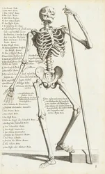 Studio anatomico dello scheletro umano di Carlo Cesi