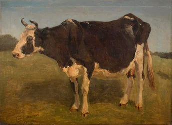 Mucca bianca e nera in piedi. Studio.