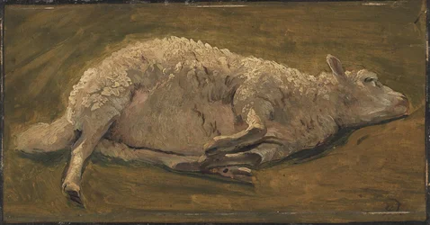 Studio di una pecora sdraiata
