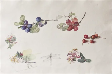 Frutti e Fiori d