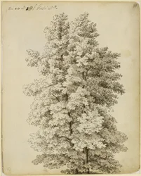Gruppo di alberi