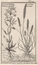 Centauro minore e coda di topo. Centaurium Minus. Cauda Muris. Centauro minore. Coda di topo (titolo sull