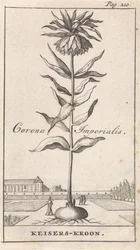 Corona imperiale