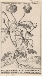 Papavero