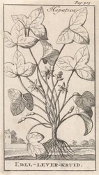 Erba epatica