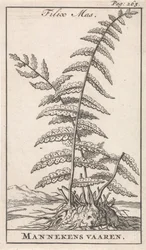 Felce maschio