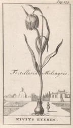 Pagina del titolo e otto stampe con fiori