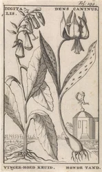 Pagina del titolo e otto stampe con fiori