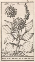 Pagina del titolo e otto stampe con fiori