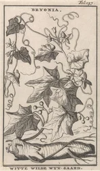 Edera bianca
