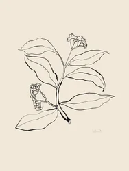 Disegno botanico al tratto