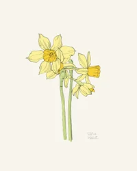 Narcisi giallo brillante