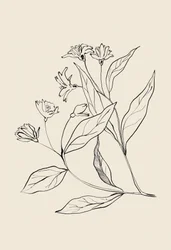 Delicato disegno botanico