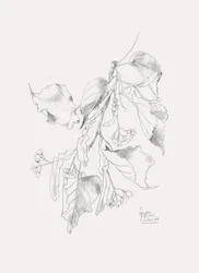 Delicato schizzo di tiglio