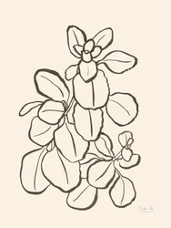 Disegno di foglie biologiche