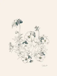 Schizzo botanico di una viola del pensiero