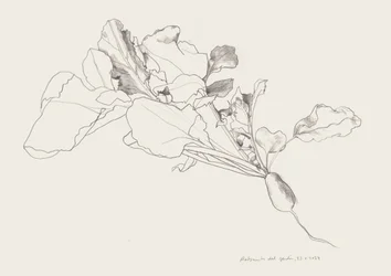 Disegno botanico del ravanello