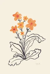Fiori di un arancione vivace
