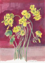 Oxalis giallo brillante