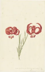 Giglio rosso