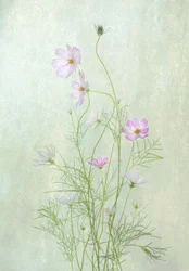 Delicati fiori di cosmo