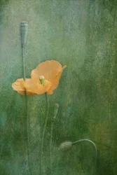 Papaveri arancioni da sogno