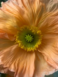 Composizione - Fiori, 2019 (foto)