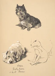 Cairn, Sealyham e Bull Terrier, 1930, Illustrazioni dal suo Sketch Book usato per Just Among Friends, Aldin, Cecil Charles Windsor (1870-1935), successivamente pubblicato da Eyre and Spottiswoode Limited, 1934