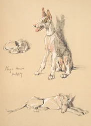 Cucciolo di Cane di Ibiza, 1930, Illustrazioni dal suo Sketch Book usato per Just Among Friends, Aldin, Cecil Charles Windsor (1870-1935), successivamente pubblicato da Eyre and Spottiswoode Limited, 1934