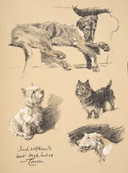 Levriero Irlandese, West Highlander e Cairn, 1930, Illustrazioni dal suo Sketch Book usato per 