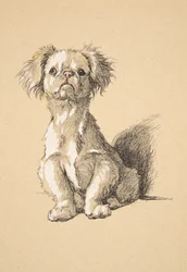 Peke, 1930, Illustrazioni dal suo Sketch Book usato per Just Among Friends, Aldin, Cecil Charles Windsor (1870-1935), successivamente pubblicato da Eyre and Spottiswoode Limited, 1934