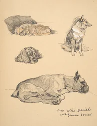 Peke, Collie, Spaniel e Boxer Tedesco, 1930, Illustrazioni dal suo Sketch Book per 
